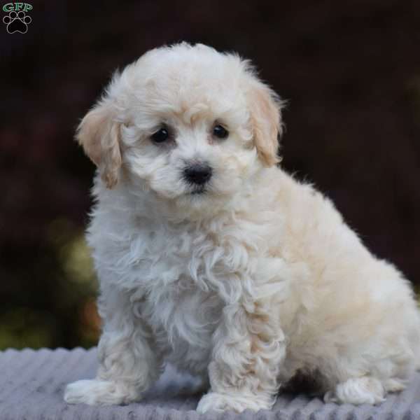 Baxter, Bich-Poo Puppy